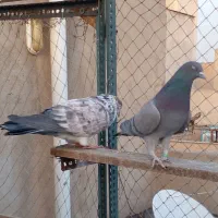 یک جفت کفتر بعداز ظهری|پرنده|تهران, هلال احمر|دیوار