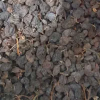 کشمش بیدانه