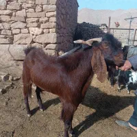 دوبر،بیگ نر،تیشتر نر