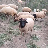 گوسفند نر چاق و چله حدود ۳۵ کیلویی بز