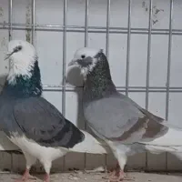 کفتر پرشی  زرد ، شازده زرد سرور  هما  شازده سبز