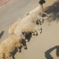 ۶تا بره  .و۲تا کهره نر دونه ای ۴۸۰۰ و۱ بز ۵۲۰۰|حیوانات مزرعه|جیرفت, |دیوار