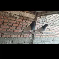 کبوتر کله ای|پرنده|لیلان, |دیوار