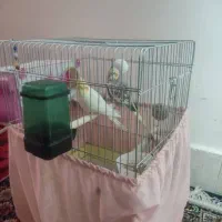 جفت عروس هلندی لوتینو معاوضه با دوچرخه|پرنده|پاکدشت, پاکدشت (مامازند)|دیوار