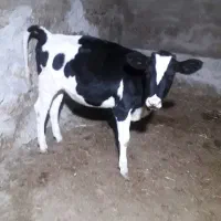 کوساله ماده درجه یک نجاد شیری الشتن قیمت ۸۰ ملیون