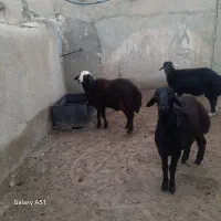 بره نژاد دار مخصوص قوچ|حیوانات مزرعه|شهمیرزاد, |دیوار