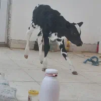 تلقیح مصنوعی گاو