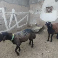 همو هترو|حیوانات مزرعه|کاشان, کوی اداره گاز|دیوار