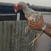 خروس لاری