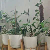 گل اپارتمانی