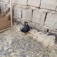 کفتر|پرنده|شیراز, میانرود|دیوار