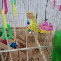 طوطی برزیلی|پرنده|چالوس, |دیوار