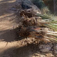 فروش پاجوش با تجربه|گل و گیاه طبیعی|شادگان, |دیوار