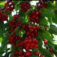 پیش فروش عمده نهال های پربار و اصلاح شده