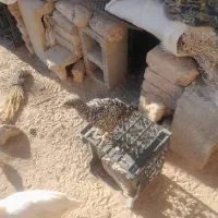 جوجه مرغ محلی|حیوانات مزرعه|خاش, |دیوار