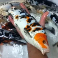 مزرعه پرورش و پخش ماهی کوی حوض آکواریوم طعمه و....|ماهی|تهران, مینابی|دیوار