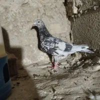 سرور پلاکی ماده|پرنده|شیراز, باغ تخت|دیوار