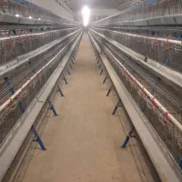 قفس مرغ تخم گذار|فروشگاه و مغازه|قزوین, |دیوار