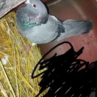 ماده پلاکی باخت رفته|پرنده|گل تپه, |دیوار