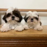 شیتزو اصیل
