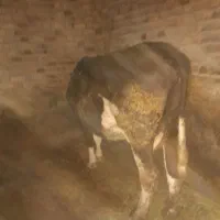 گاوسیمینتال|حیوانات مزرعه|دهگلان, |دیوار