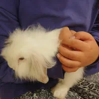 خرگوش لوپ تمیز و دستی و سرحال و بانمک|موش و خرگوش|یزد, |دیوار