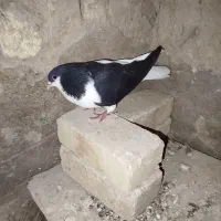 کبوتر