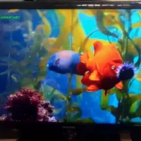 تلوزیون ال ای دی 40اینچ سامسونگ اسمارت الئن|تلویزیون و پروژکتور|میاندوآب, |دیوار