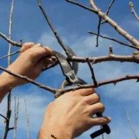 هرس کاری و سم پاشی باغ ومنازل|خدمات باغبانی و درختکاری|صباشهر, |دیوار