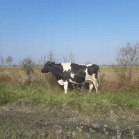 گاو هلشتاین  حامله