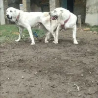 توله آلابای|سگ|شاهرود, |دیوار