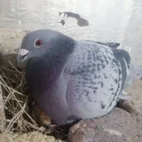 کبوتر نامه بر یا پلاکی