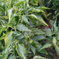 فلفل ریزه تند و شیرین|خوردنی و آشامیدنی|قهدریجان, |دیوار