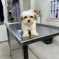 سگ نژاد شیتزو دو ماه