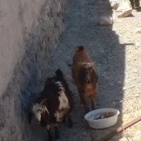 چپش