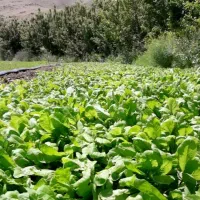 کارگر جهت کار در سبزیکاری