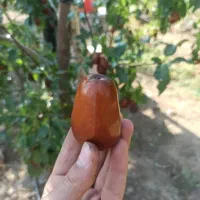 عناب اکراین یاهمان عناب سلطنتی|خوردنی و آشامیدنی|تهران, شکیبا|دیوار