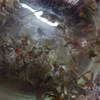 حدود ۳۰ عدد ماهی کوپی۱۵ عدد نر ۱۵ عدد ماده