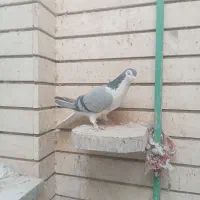 دم چتری ودمگیر|پرنده|اصفهان, ارغوانیه|دیوار