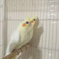 جوجه عروس هلندی لوتیتو چشم شرابی نژاد کینگ|پرنده|مشهد, آبکوه|دیوار