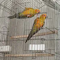 یک جفت طوطی خورشیدی نر رام پرورش خانگی