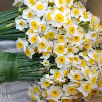 گل نرگس|گل و گیاه طبیعی|بیرجند, |دیوار