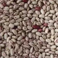 لوبیا چیتی امساله درجه یک