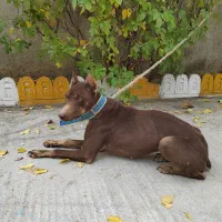 توله سگ دوبرمن