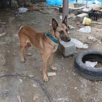 سگ مالینیوز|سگ|بیکاه, |دیوار