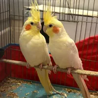 یک جفت عروس مولد به تظمین تخم جوجه