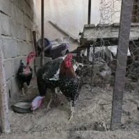 خروس و بوقلمون