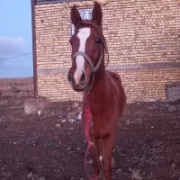 اسب عرب ایرانی