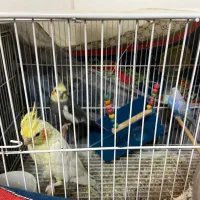 یه جفت طوطی عروس بالغ به همراه یه عدد مرغ عشق نر