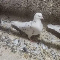 دوجفت ابلغ سبز درج یک دهن خورد|پرنده|جوادآباد, |دیوار